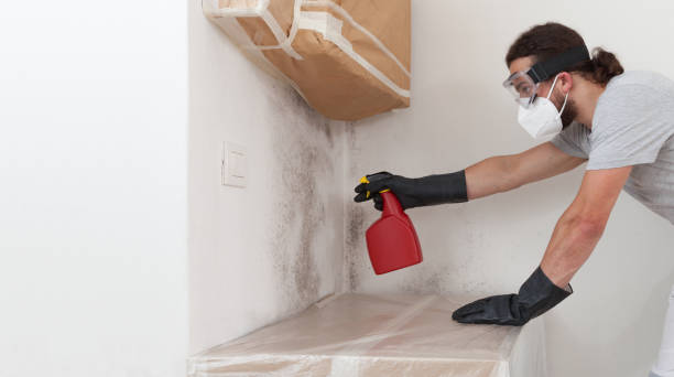 Professional Basement Mold Removal technician working in Winchester, TN