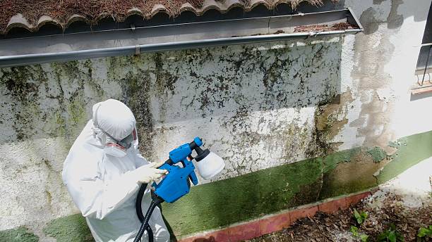 Top rated local Basement Mold Removal specialists in Winchester, TN